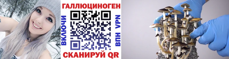где продают наркотики  Макушино  Галлюциногенные грибы Psilocybine cubensis 
